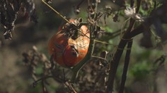 Prichádzajú mrazy a záhradkárom sa kráti čas. S oberaním zeleniny a ovocia už nemôžu čakať