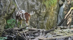 Zatúlanú kravu, ktorá sa ocitla pri vodopáde v Slovenskom raji, utratili
