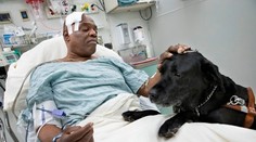 Pes zachránil svojho slepého pána, ktorý spadol na koľajnice metra