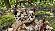 Blíži sa vrchol hubárskej sezóny. Podľa odborníka už čoskoro príde zlom (+ mapa výskytu)