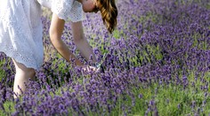 Slovenské Provensálsko. Na týchto miestach si môžete sami nazbierať levandule (+ mapa)