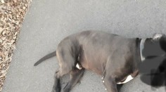 Útok dvoch psov na staršiu pani so psíkom pri Trnave: Policajti ich museli zastreliť