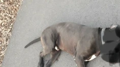 Útok dvoch psov na staršiu pani so psíkom pri Trnave: Policajti ich museli zastreliť