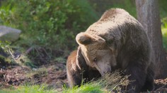 Odborníci sa obávajú, že stretov s medveďom bude viac. O hroznom zážitku hovorí aj skúsený horár
