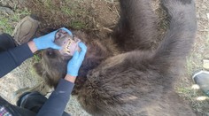 Jedného z medveďov, ktorý demoloval ružomberský cintorín a desil miestnych, usmrtili