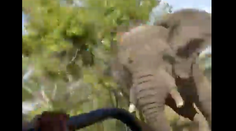 VIDEO: Smrtiaci útok slona na autobus plný turistov. Jedna žena jeho besnenie neprežila