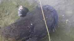 Ľudí na bratislavskom Draždiaku prekvapil obrovský sumec. Jeho miery šokujú