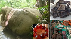 Srdcervúca snímka: Pytliaci zabili slona, aby ho kvôli čínskej medicíne stiahli z kože