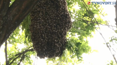 Obrovský roj včiel: Bol taký veľký, že ľudia privolali pomoc