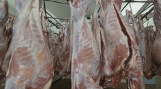 Taliani zrejme zaplačú. Väčšina slovenskej jahňaciny zostáva doma a smeruje na pulty našich predajní