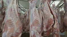 Taliani zrejme zaplačú. Väčšina slovenskej jahňaciny zostáva doma a smeruje na pulty našich predajní