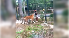 VIDEO: Nepochopiteľný hazard so životom. Žena preliezla plot vo výbehu s tigrami a chcela sa s nimi hrať