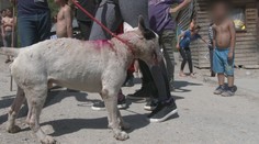 Psie zápasy na východe Slovenska stále pokračujú