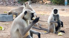 Hororový útok agresívnych opíc stál 10-ročného chlapca život