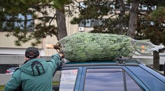 Plánujete niesť stromček na svojom aute? Na tieto pravidlá si dajte pozor