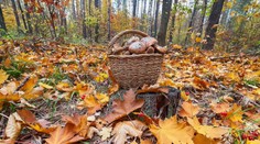 Po výdatných dažďoch by sa mohlo zdať, že húb bude neúrekom. Mykologička vidí problém