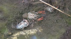 V obci Kšinná neďaleko Bánoviec nad Bebravou niekto otrávil stovky rakov