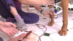 Vedeli ste, že aj pes môže darovať krv? A trvá to iba 15 minút