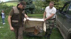 Poľovník – hrdina zachránil srnku pred smrťou