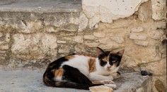 Koniec smrteľnej mačacej epidémii na Cypre? Vláda prišla s riešením