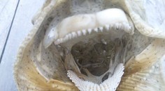 Vyzerá ako diabol: More vyplavilo na Novom Zélande mysteriózne stvorenie