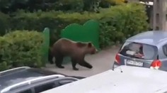 Medvede sa im prechádzajú po uliciach a vchádzajú do dvorov. Rumuni sa boja vyjsť z domu