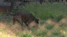 Bojuje o život! Chlapca v Prahe napadol agresívny pes, jeho majiteľ zo strachu utiekol