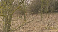 Rozruch pri Dunajskej Strede. Najmenej sedem veľkých psov sa tam potulovalo medzi obcami