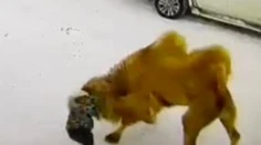 VIDEO: Rus priviedol na Sibír zviera, aké by ste tam nečakali. Majiteľovi sa to stalo osudným