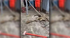 Spod chodníka vychádzal zvláštny zvuk: Prerazili ho krokodíly