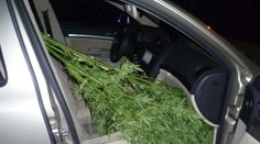 Prevážal marihuanu, zabudol však zavrieť dvere. To ale nebolo všetko