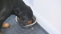 Aj štvornohí miláčikovia majú svoje pravidlá. Jedlá zo sviatočného stola ich môžu ohroziť