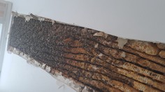 VIDEO: Rodinu v noci budil zvláštny zvuk vychádzajúci zo stien. Keď zistili, čo je jeho zdrojom, ostali v šoku