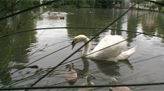 Vandali útočia na labute. Dokopať mali ich mláďa