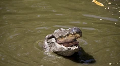 Florida: Dvojročného chlapca stiahol v zábavnom parku pod vodu aligátor