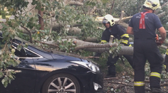 Prehnitý strom spadol na auto. Majiteľovi nemá škodu kto zaplatiť