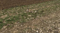 Objavili telá ďalších uhynutých dravcov pri Nitre