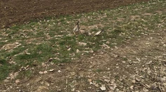 Objavili telá ďalších uhynutých dravcov pri Nitre