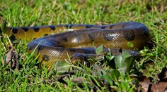 Všetci o nej hovoria, ale nikto ju nevidel. Dubnicou nad Váhom sa šíri, že tam anakonda zabíja labute