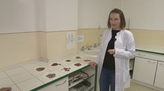 Ako chutia kobylky či cvrčková múka? V Nitre skúmajú, ako by sa dal hmyz zahrnúť medzi klasické pokrmy