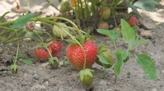 Komáre na Záhorí postriekali. Ľudia však nevedia, či teraz môžu jesť plodiny zo svojich záhrad