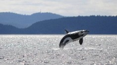 Zomrela najstaršia kosatka sveta. V oceáne plávala skôr ako existoval Titanic