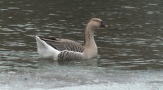 Rarita na Toryse v Prešove: S kačkami tam zimuje zvláštna hus