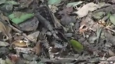 Dokonalá kamufláž. Uhádnete, kde sa skrýva malý vtáčik? (video)