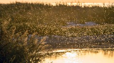 Bratislava odmieta chemický postrek proti komárom, mestským častiam brániť nebude