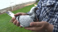 Na dvoroch si našli desiatky holubov, ktoré netrafili domov
