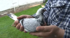 Na dvoroch si našli desiatky holubov, ktoré netrafili domov