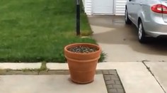 Rozkošné video. Hravý psík sa zahral na schovávačku