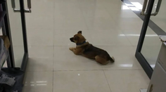 Vernosť až za hrob. Psík každý deň čakal v nemocnici na mŕtveho pána ďalšie tri mesiace