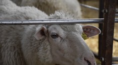 Útok vlkov na Orave: Na salaši zabili takmer sto oviec